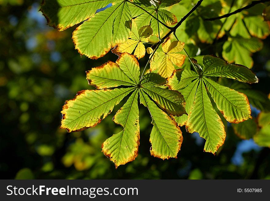 Green leafs on tree in autumn