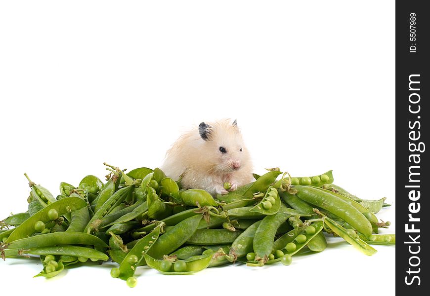 Fluffy hamster sitting on a pile of peas isolated on white. Fluffy hamster sitting on a pile of peas isolated on white
