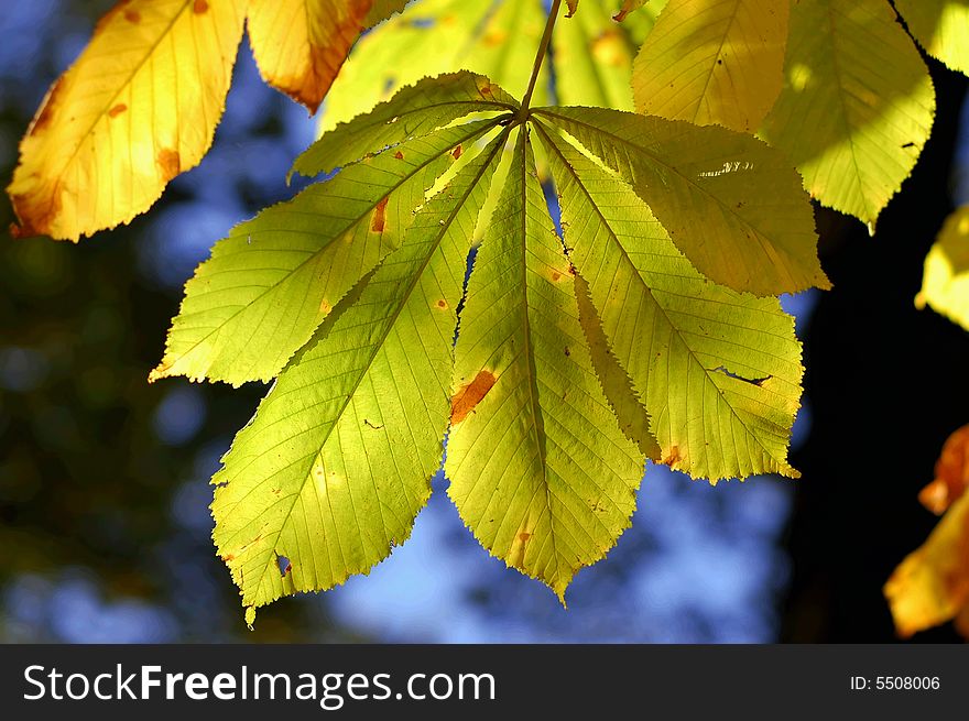 Green and yellow leafs on tree in autumn