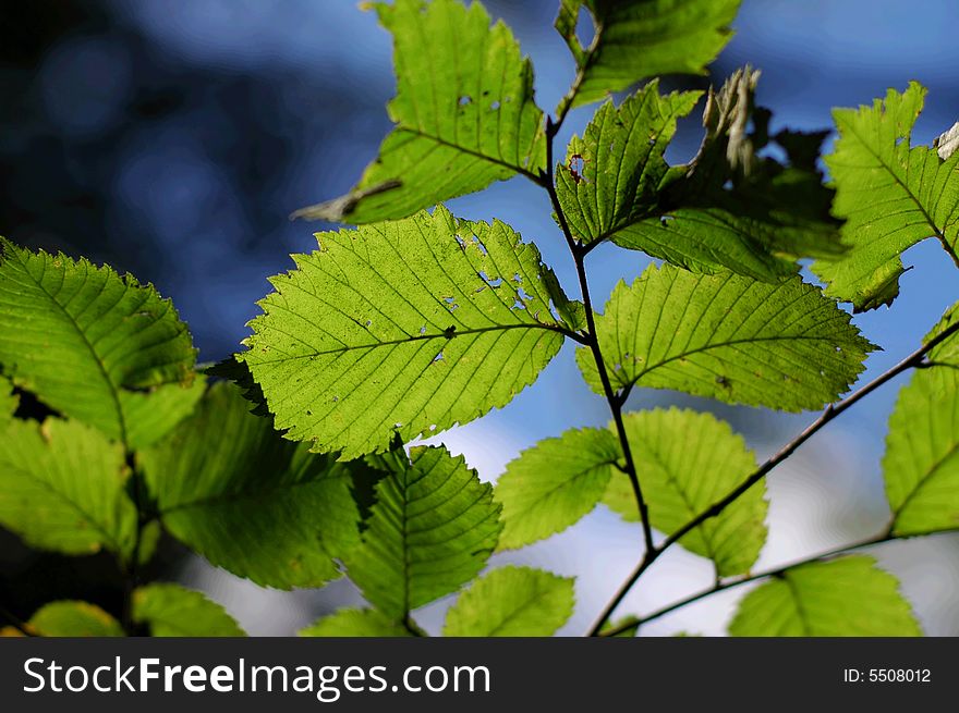 Green leafs on tree in autumn