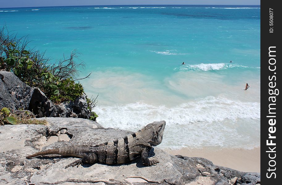 The iguana observing people on Tulum Mayan archaeological site beach, Mexico. The iguana observing people on Tulum Mayan archaeological site beach, Mexico.