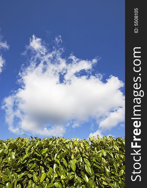 Blue cloudy summer sky over an hedge. Blue cloudy summer sky over an hedge