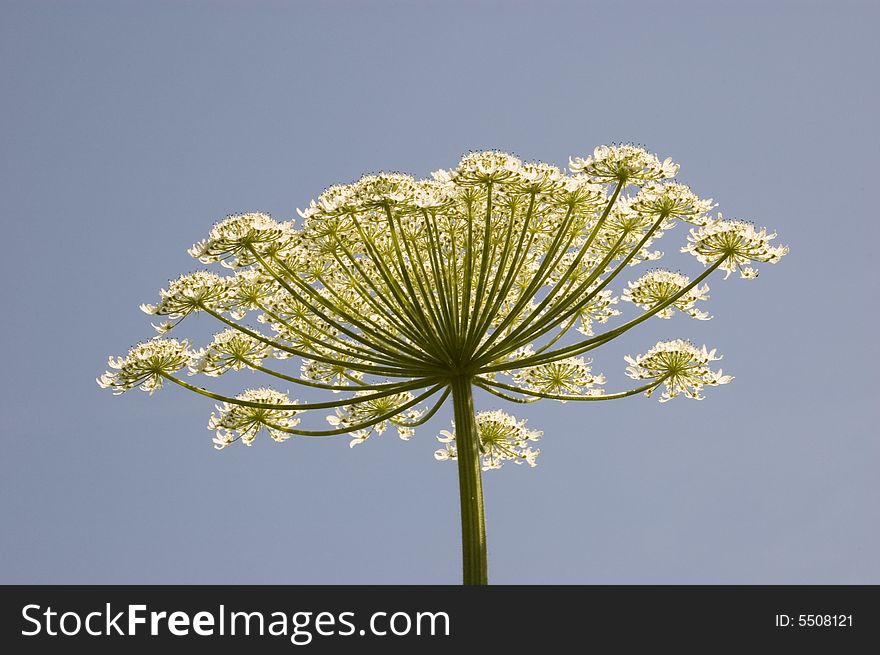 White branched flowers on a long stalk isolated on blue sky