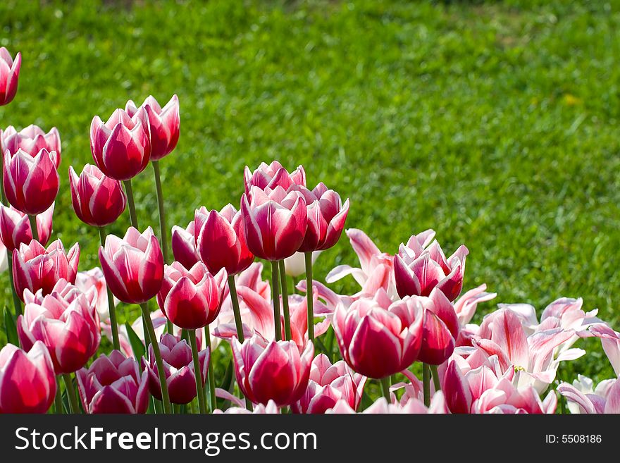 White-pink Tulips