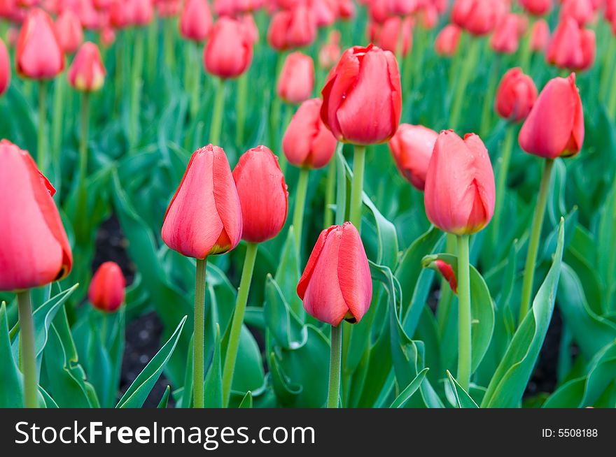 Field of red tulips shot with small depth of field