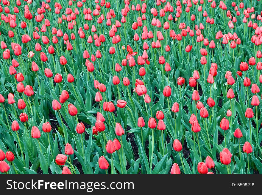 Field of red tulips shot with small depth of field