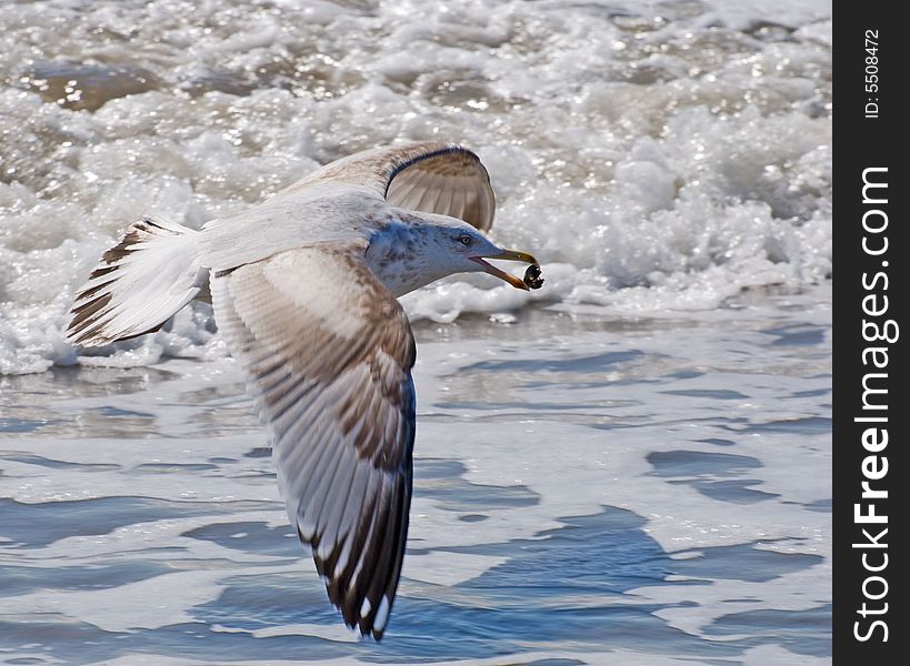 Gull flies above waves holding cockleshell in a bill. Gull flies above waves holding cockleshell in a bill