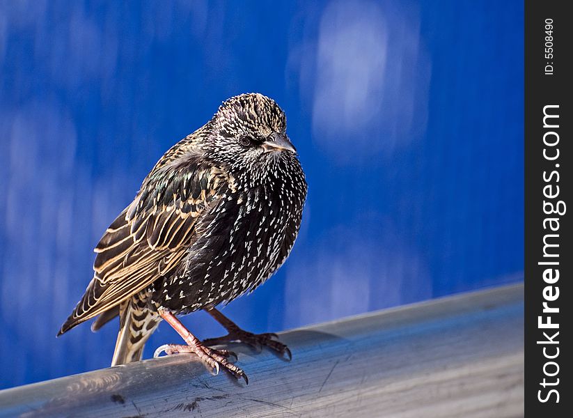 A starling on a dark blue background sits on the back of wooden bench. A starling on a dark blue background sits on the back of wooden bench
