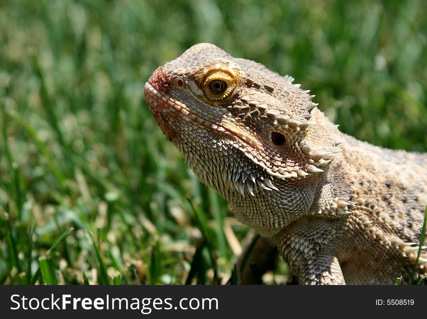 A close-up of a water dragon sitting in the grass. A close-up of a water dragon sitting in the grass.