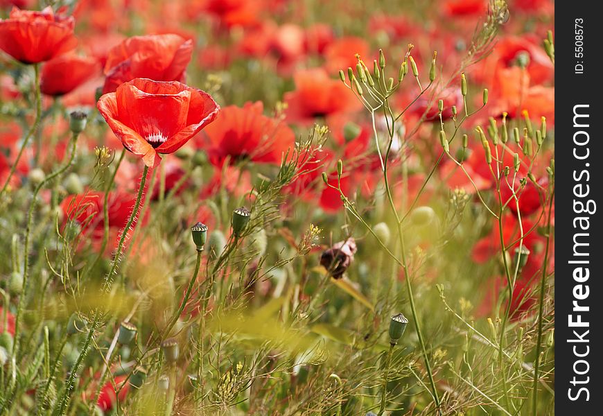 Colorful poppy blooms in spring. Colorful poppy blooms in spring