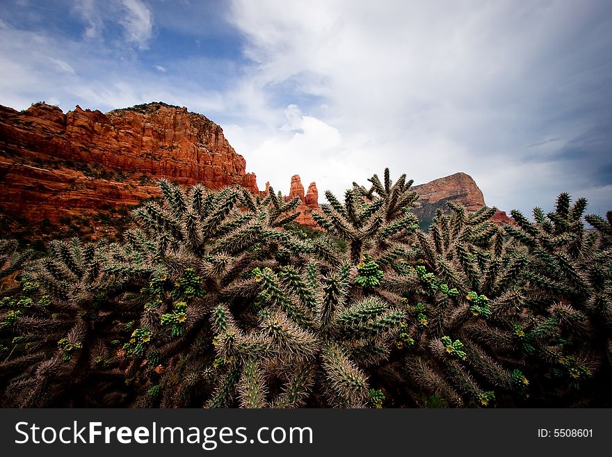 Close up of cactus against the red rocks of the Sedona mountains. Close up of cactus against the red rocks of the Sedona mountains