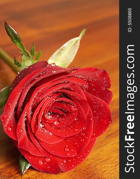 Dark red rose with water drops