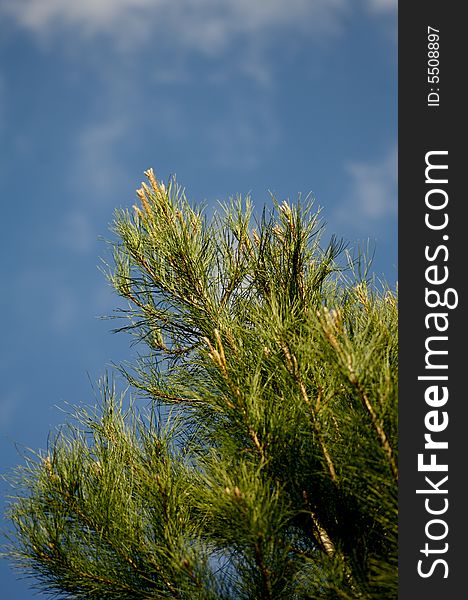 A image of the tips of a pine branch against a bright blue sky. A image of the tips of a pine branch against a bright blue sky