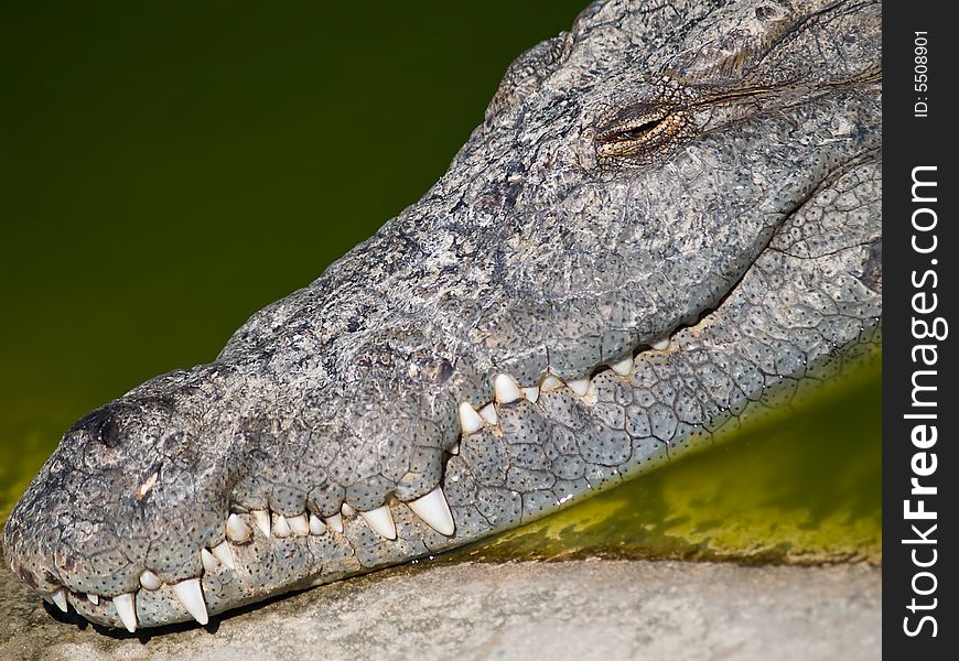 Smile of an african crocodile. Smile of an african crocodile