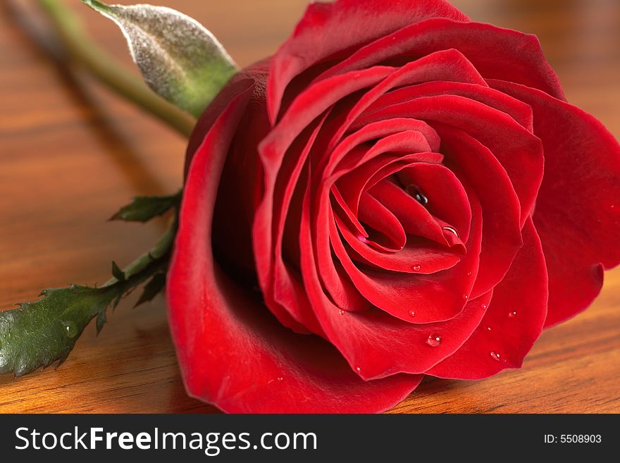 Dark red rose on wooden table