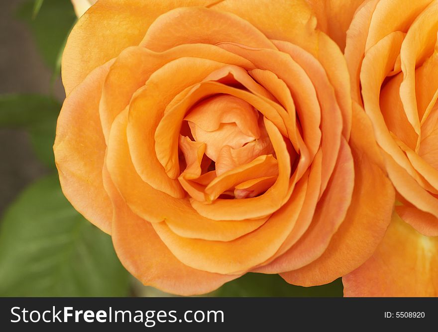 Closeup of bright fully opened orange roses . Very shallow depth of field, macro shot. Closeup of bright fully opened orange roses . Very shallow depth of field, macro shot