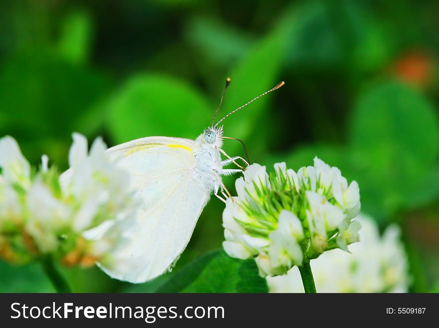 The Butterfly And Flower