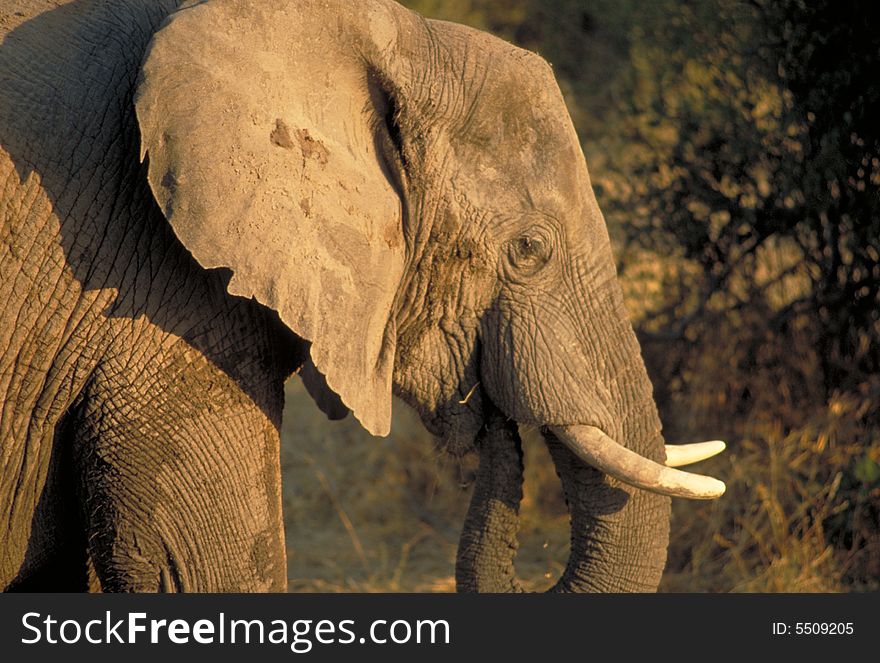 An elephant in Chobe National Park, Botswana. An elephant in Chobe National Park, Botswana.