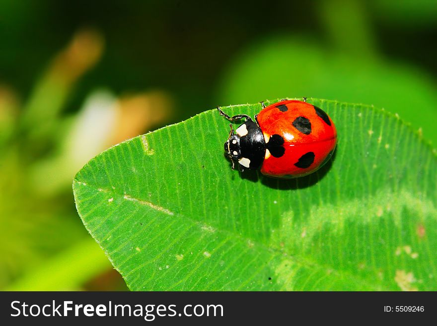 Ladybug on the leaf