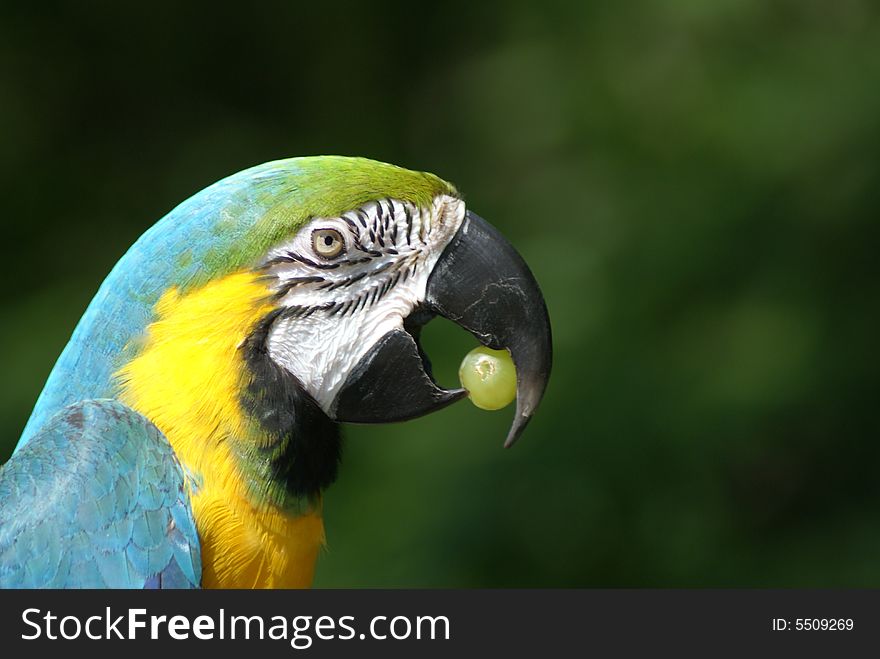 Clever Blue And Gold Macaw