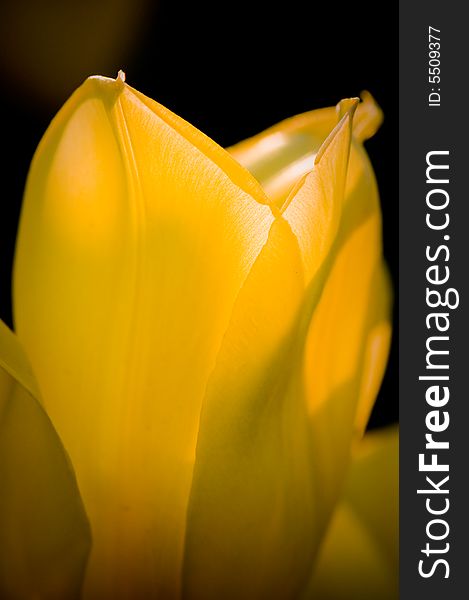 Yellow Tulip Petals