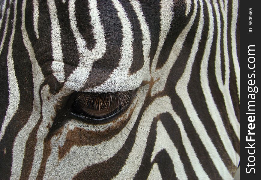 Eye of a zebra. These animals live in savannas and foothills of Africa. Eye of a zebra. These animals live in savannas and foothills of Africa.