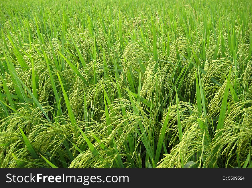 A photography shoot of asian paddy field, close up and high angle view.