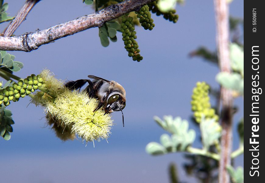 Bee Perched On Flower - Horizontal