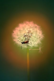 Beautiful Dandelion Flowers Royalty Free Stock Image Beautiful Dandelion Flowers Royalty Free Stock Image
