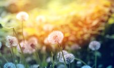 Beautiful Dandelion Flowers Stock Photography
