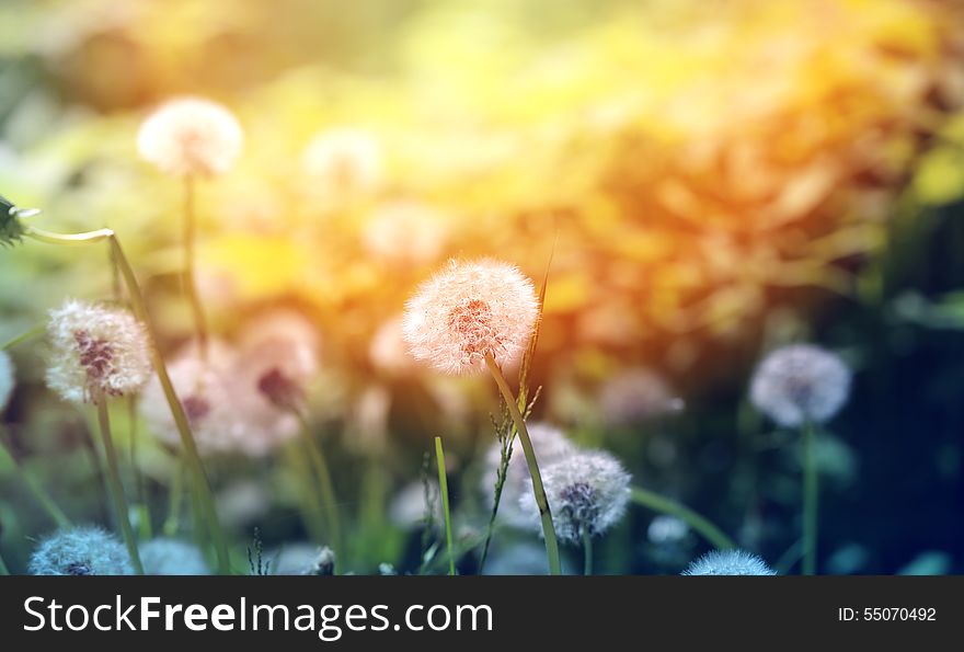 Beautiful dandelion flowers on a background of grass photographed close up