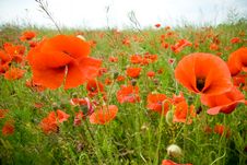Poppies Field Stock Images