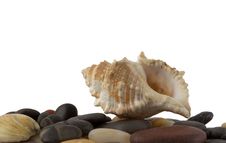 Seashell Stock Photography