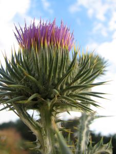 Thistles Thorny Wildflower Stock Photo Thistles Thorny Wildflower Stock Photo