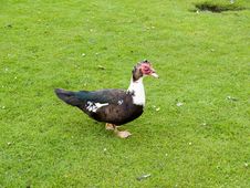 Muscovy Duck Stock Image
