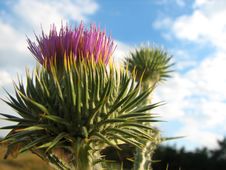 Thistles Thorny Wildflower Stock Photos Thistles Thorny Wildflower Stock Photos