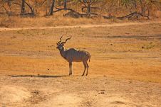 Male Kudu Royalty Free Stock Photo