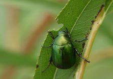 Green Bug Eating Leaf Stock Images Green Bug Eating Leaf Stock Images