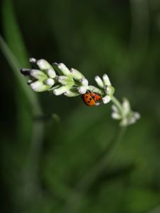 Ladybirds Having Sex Royalty Free Stock Photo