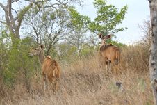 Male And Female Kudu Royalty Free Stock Image