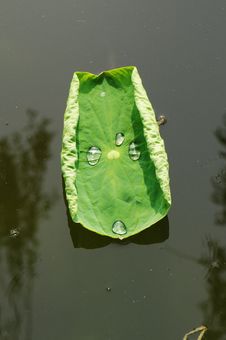 Lotus Leaf Royalty Free Stock Image