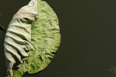 Lotus Leaf Stock Images