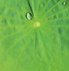 Lotus Leaf Royalty Free Stock Photos