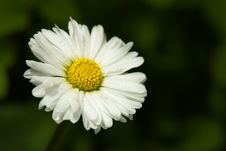 White Daisy Royalty Free Stock Photography