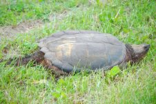 Snapping Turtle Stock Image Snapping Turtle Stock Image