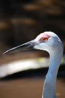 Sandhill Crane Stock Photo Sandhill Crane Stock Photo
