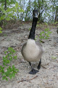Canadian Goose Stock Image