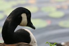 Canadian Goose Royalty Free Stock Photos Canadian Goose Royalty Free Stock Photos