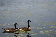 Canadian Goose Pair Royalty Free Stock Photography Canadian Goose Pair Royalty Free Stock Photography