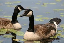 Canadian Goose Pair Royalty Free Stock Photography Canadian Goose Pair Royalty Free Stock Photography